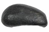 Large Fossil Whale Ear Bone - South Carolina #352640-1